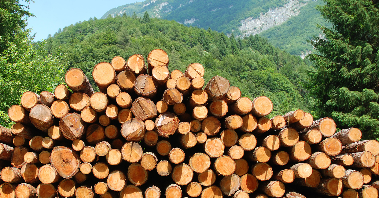 MOW BRAZIL MADE OF WOOD Lumber Export