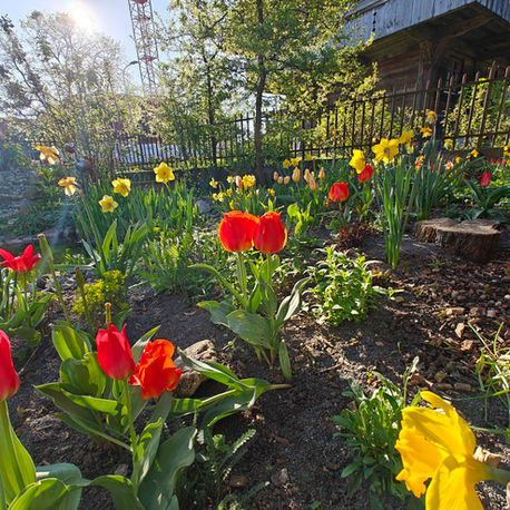 „Feng Shui-Garten in Thun mit neu angelegter Hecke und bunter Blumenrabatte in der Entstehung“
Alternativ – je nach Bildinhalt – auch Varianten wie:
„Teilweise umgestalteter Garten in Thun mit neuer Hecke und blühender Pflanzenvielfalt“
„Feng Shui-inspirierter Garten im Aufbau mit frischer Bepflanzung und natürlicher Struktur“
„Naturnaher Garten in Thun während der Umsetzung nach Feng Shui-Prinzipien“