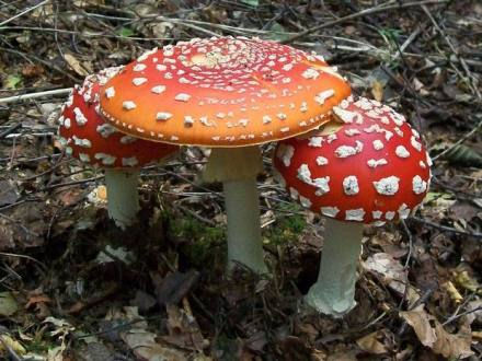 fungi - hongo