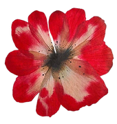 flor seca roja