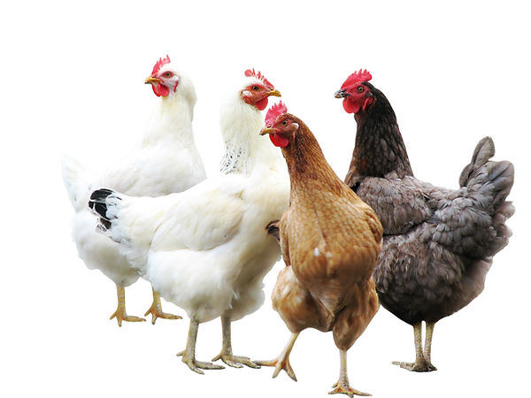 Point of Lay Pullets