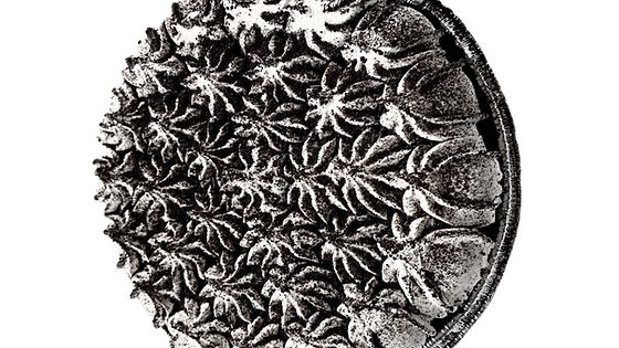 Cookies n' Cream