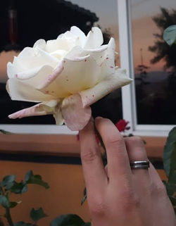 Original Car Crash Ring