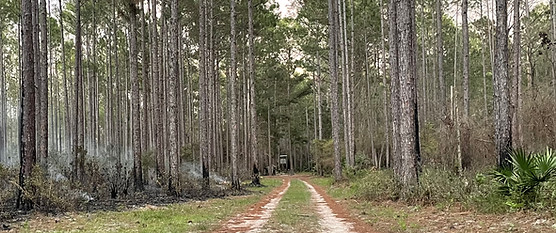 Deer Hunting Stands