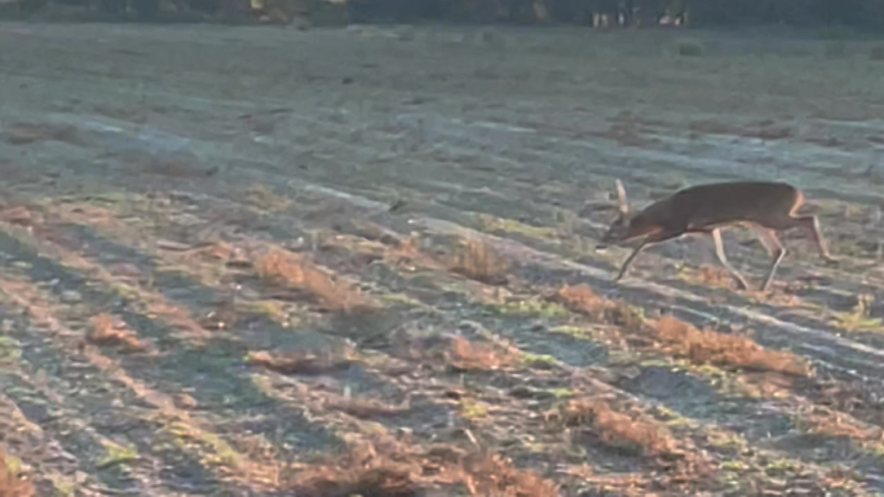 Whitetail hunt — Gopher Plantation
