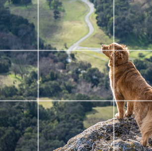 Rule of Third in Photography for Shooting Phones : the Essential Guide