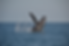 DSC_0784_edited.png