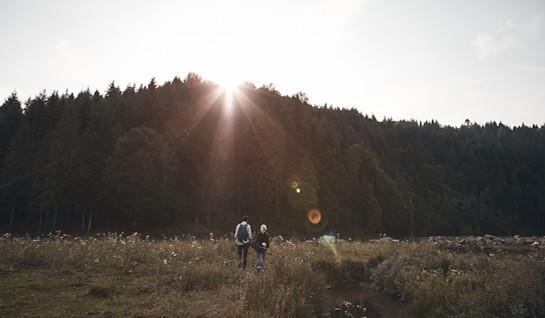 Sunset Over Forest