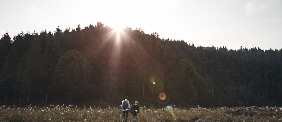 Sunset Over Forest