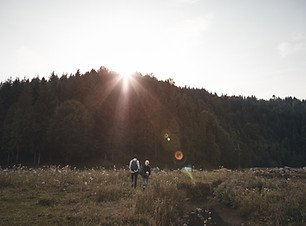 Sunset Over Forest