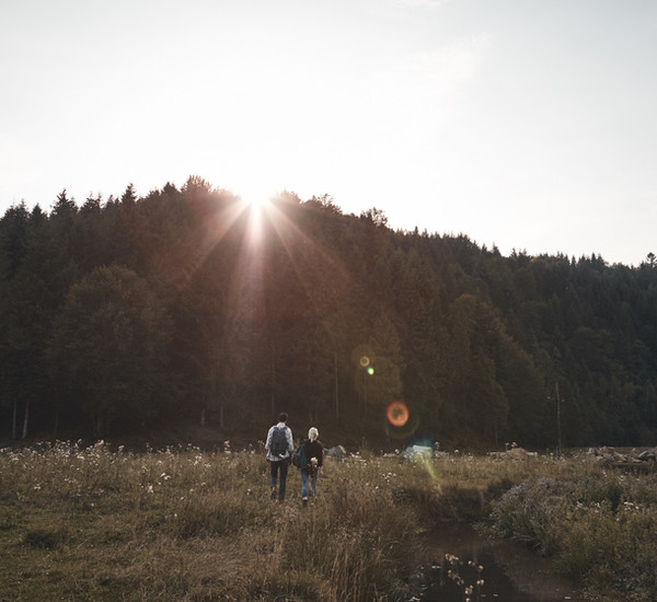 Sonnenuntergang über Wald