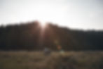 Sunset Over Forest