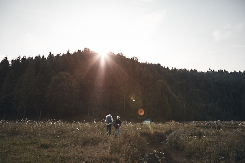 Sonne stehend über den Bäumen