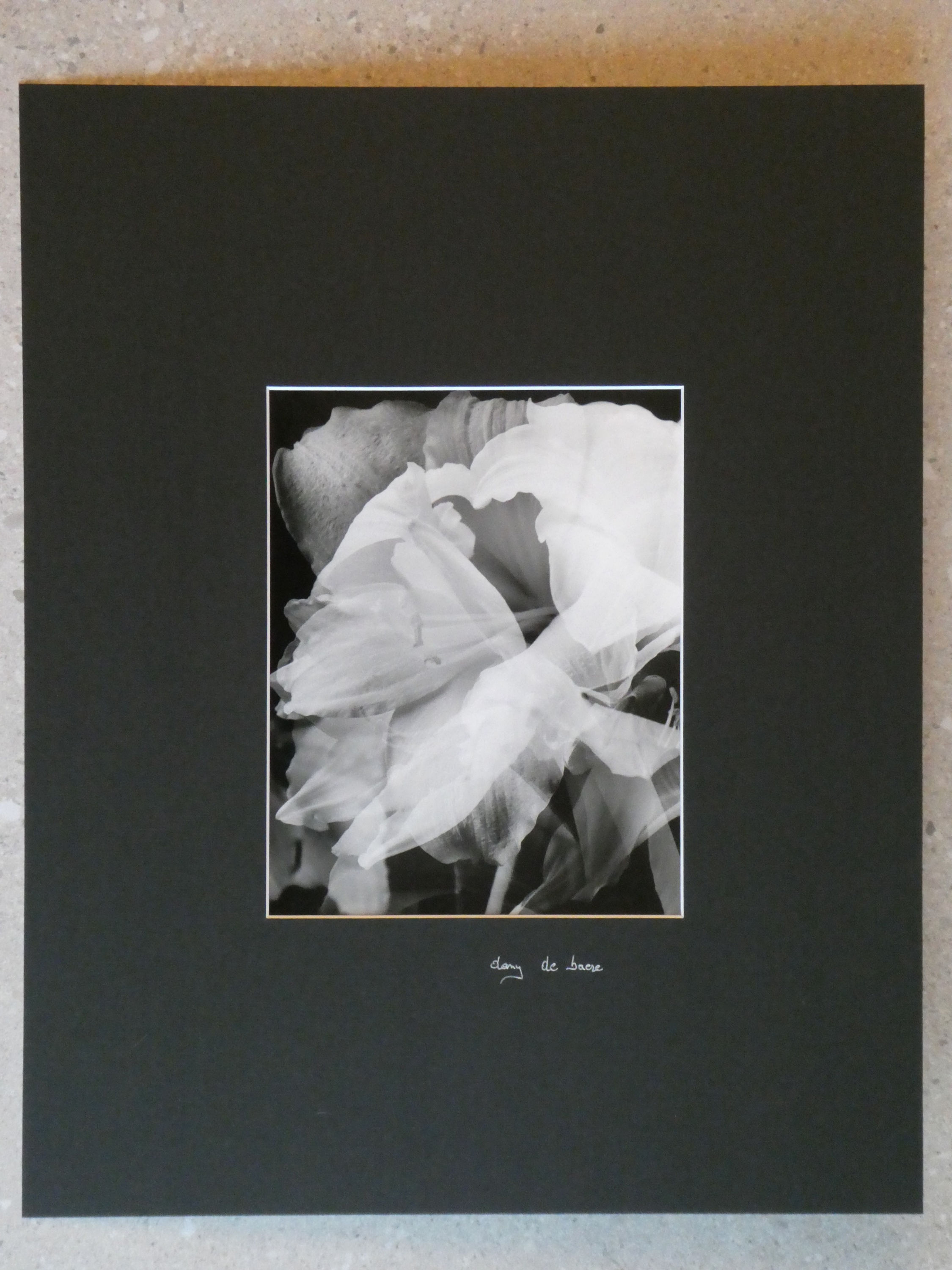 81_Dany De Baere_Amaryllis 5