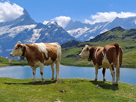 Switzerland - Beyond Cheese Fondue