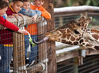 Giraffe at the Zoo