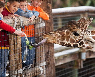 Giraffe at the Zoo