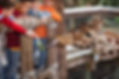 Giraffe at the Zoo