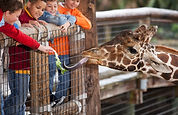 Giraffe at the Zoo