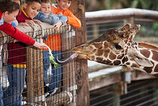 Giraffe at the Zoo