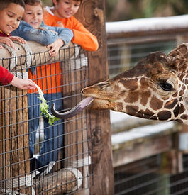 Giraffe at the Zoo, NAZ Hospitalists, Prescott Arizona, Northern Arizona Hospitalists, Medical Careers, Live in Prescott Arizona, Medical Job Opportunities, Jobs in Prescott, AZ, Best Places to Live, Northern Arizona Medical Specialists, Best Hospitalists in Arizona, Top-Rated Places to Move to, Arizona Hospitalists, Medical Careers, Best Small Towns to Live, Now Hiring