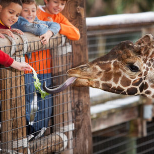 Vacaciones Economicas
