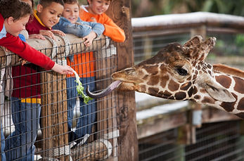 Giraffe at the Zoo