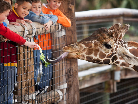 Children Feeding Giraffe