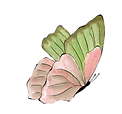papillon_edited.png