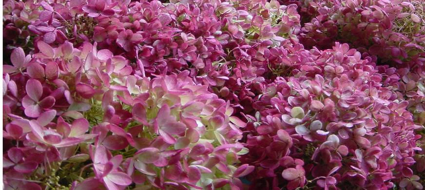 ミナズキ販売用