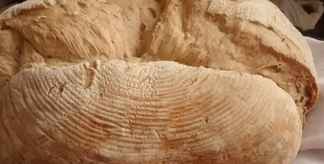 Existe algum estudo sobre os benefícios do sourdough? Existem muitos! rs… A fermentação natural, por ser mais lenta e longa, proporciona mais tempo para que as enzimas produzidas pelos microrganismos sejam ativadas e façam a quebra das proteínas que formam o glúten em aminoácidos, moléculas menores, tornando-o mais facilmente digerido. É por isso que algumas pessoas que apresentam sensibilidade ao glúten, podem tolerar pães de trigo feitos com fermento natural. Como em todos os outros processos de fermentação, as bactérias se alimentam do amido e outros açúcares da farinha, transformando-os em ácidos e outros compostos orgânicos. Isso resulta em um pão com baixo teor de carboidratos, ou seja, baixo índice glicêmico, que é ótimo para manter os níveis de açúcar no sangue regulados. Além disso, há um aumento na biodisponibilidade de vitaminas e minerais presentes no grão do trigo. Os ácidos produzidos durante a fermentação, além de darem muito sabor e melhorarem a textura do pão, prolong