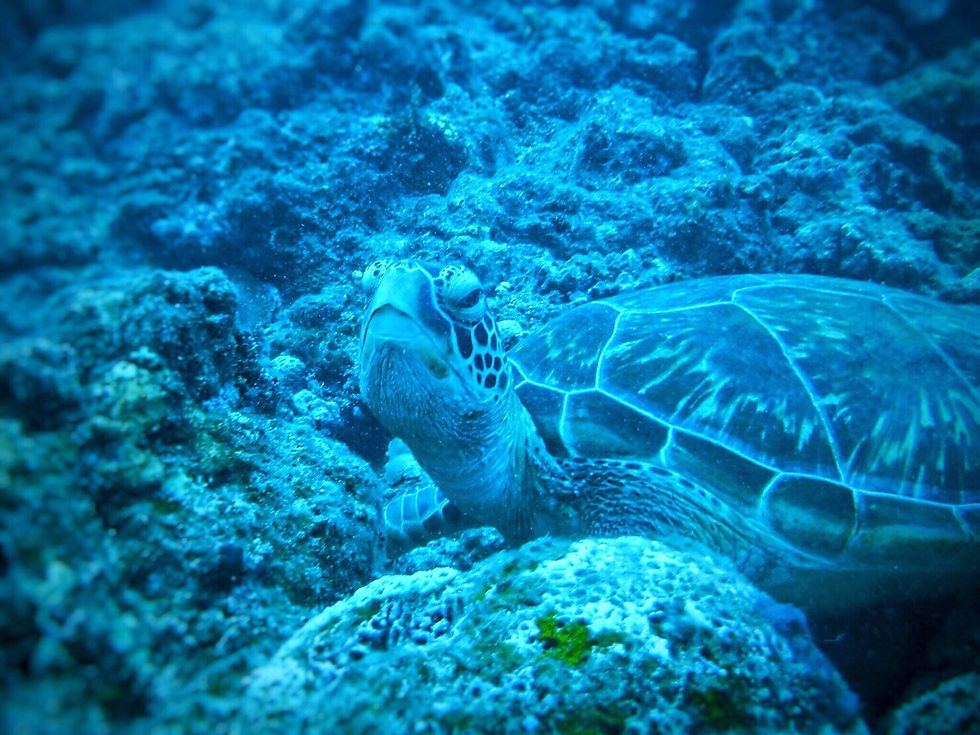 カメさんがお出迎え！