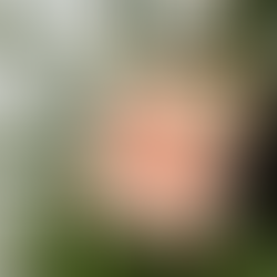 A wrapped present on a Christmas tree