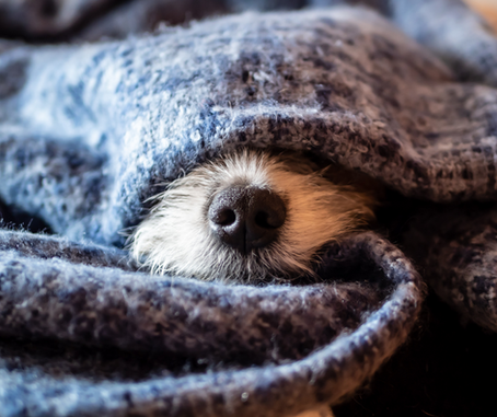 Winter thriving - not just surviving