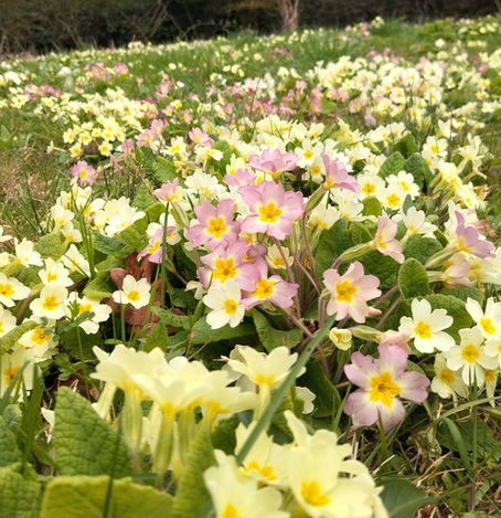 Growing and blossoming