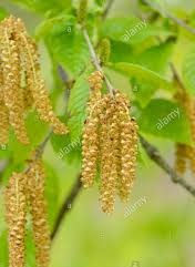 Thumbnail: Birch, Sweet, Betula lenta