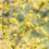 Thumbnail: Spicebush, Lindera benzoin