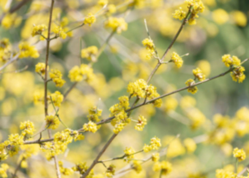 Spicebush, Lindera benzoin