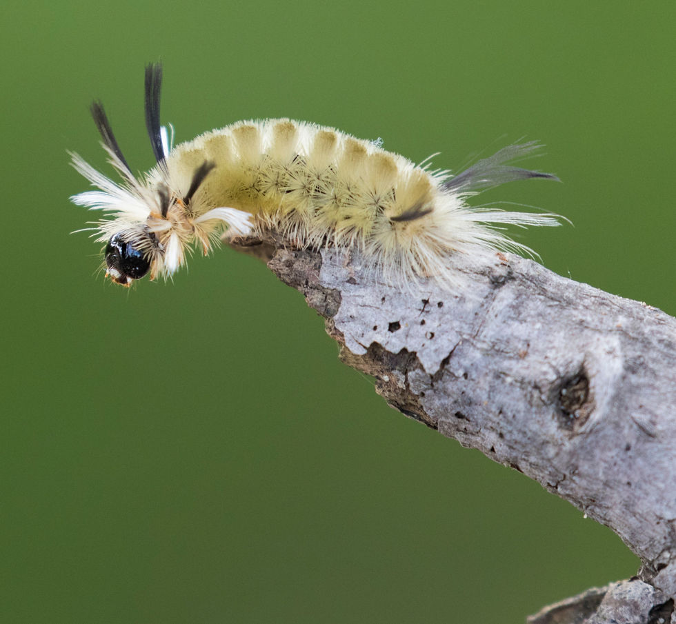 Thumbnail: Blueberry, Lowbush, Vaccinium angustifolium