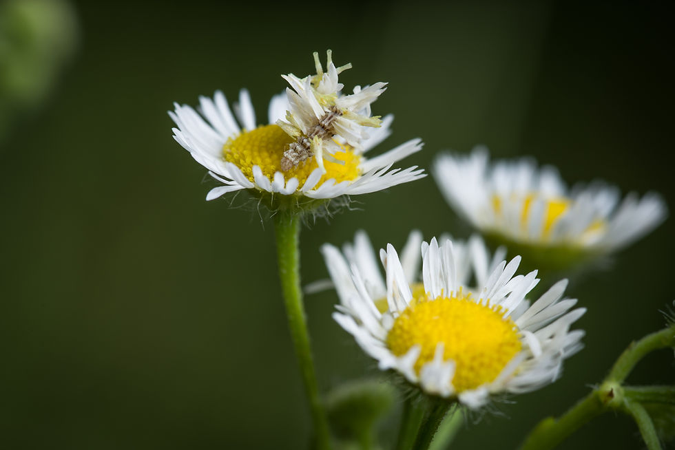 Thumbnail: Goldenrod, Stiff-Leaved, Solidago rigida