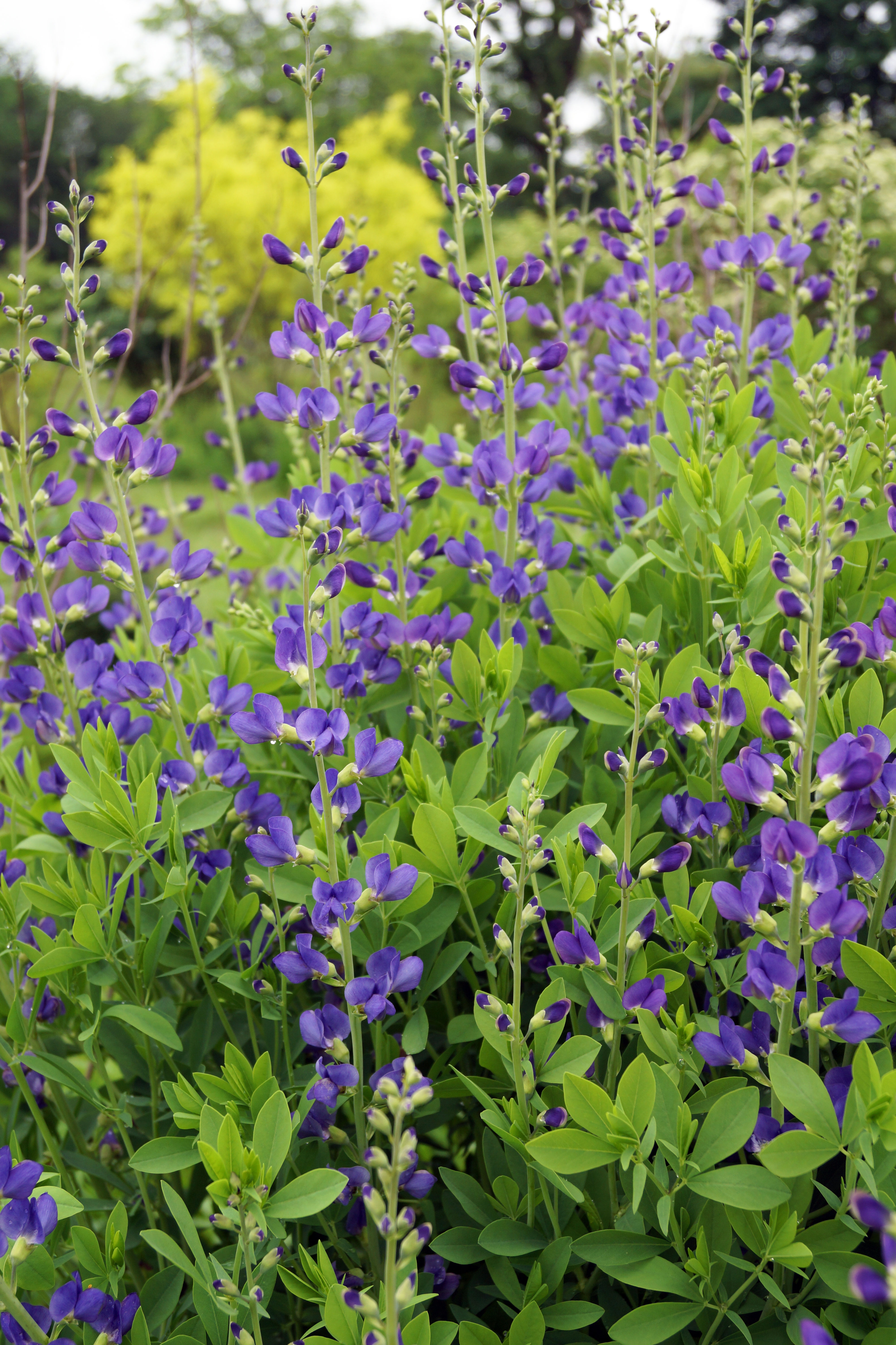Indigo, Blue False, Baptisia australis