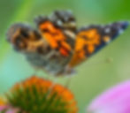 Pollinators: Tending their Habitats