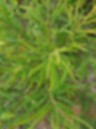 Sweetfern, Comptonia peregrina