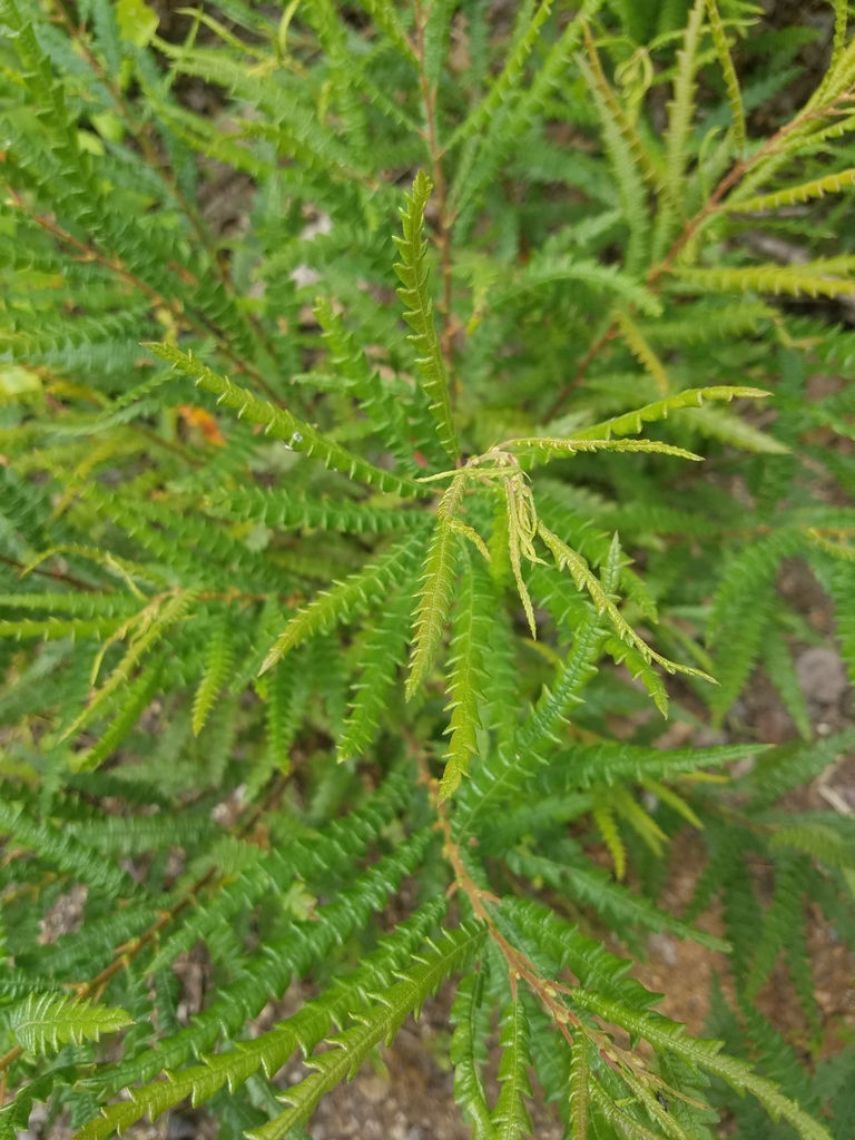 Sweetfern, Comptonia peregrina