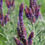 Thumbnail: Leadplant, Amorpha canescens 