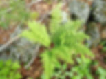 Fern, Marginal Wood, Dryopteris marginalis