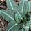 Thumbnail: Orchid, Rattlesnake, Goodyera pubescens