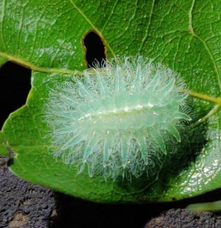Thumbnail: Oak, Overcup, Quercus lyrata