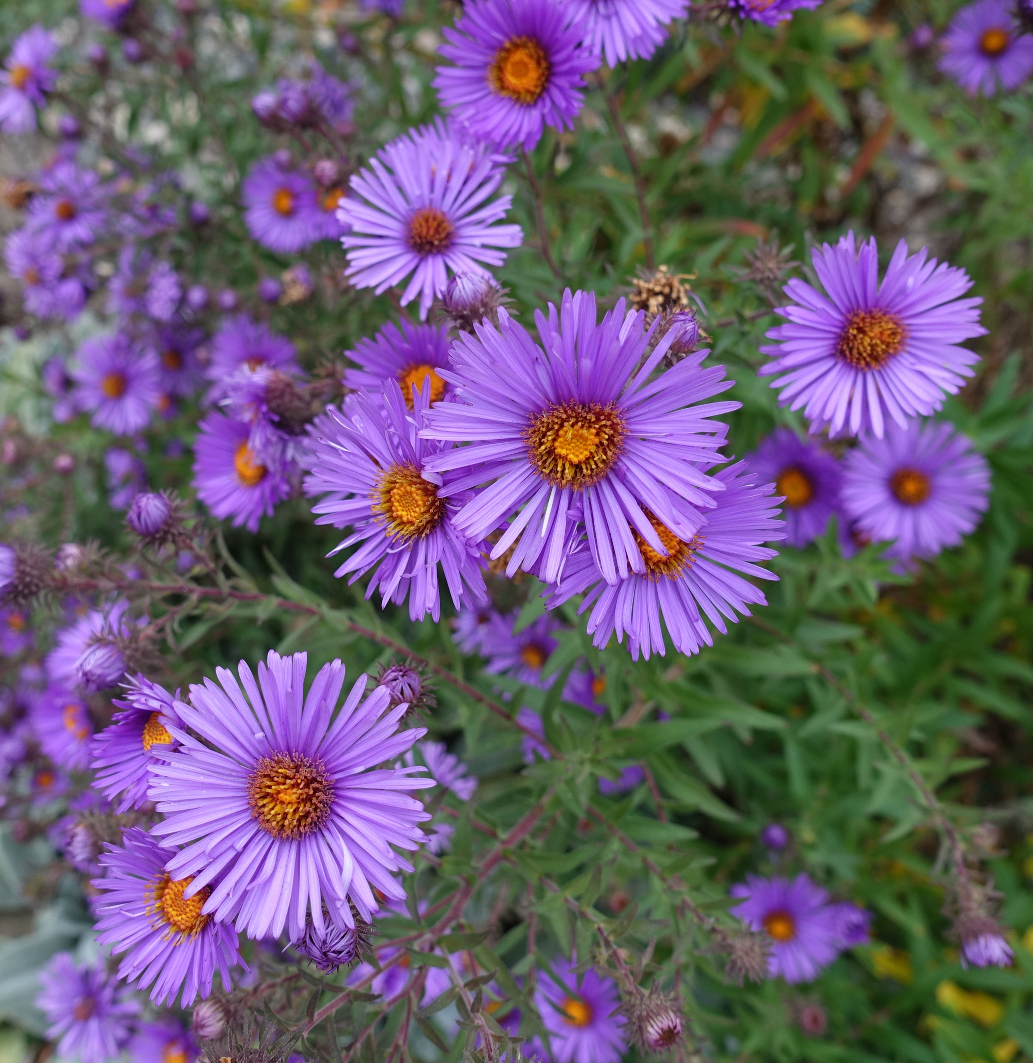 Aster, New England, Symphyotrichum novae-angeliae