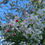 Thumbnail: Crabapple, Prairie, Malus ioensis